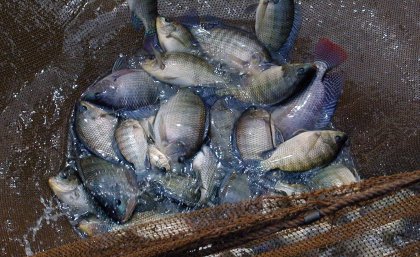 Farmed tilapia, photo WorldFish. Farmed tilapia, photo WorldFish.